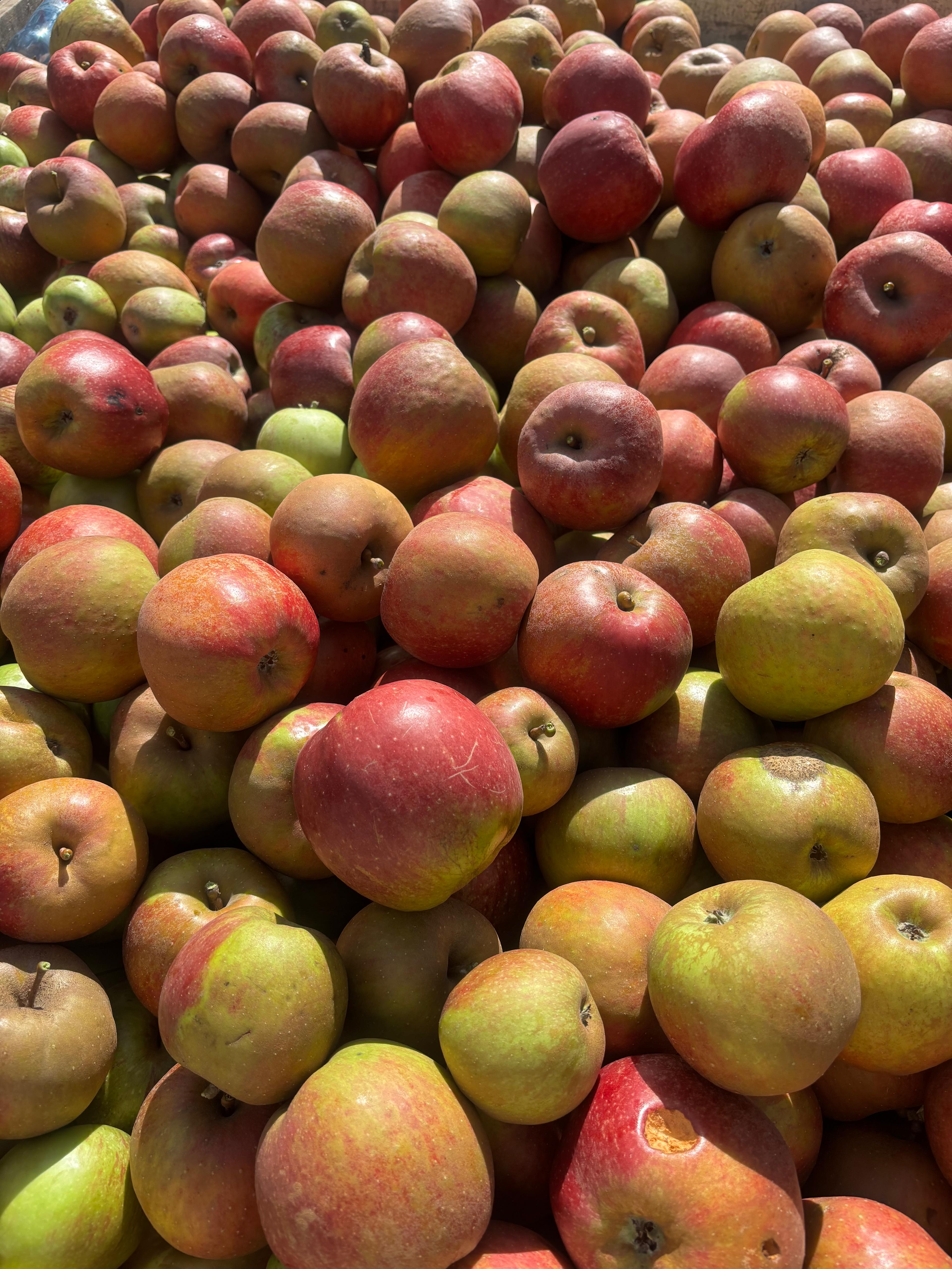 Wild Cider